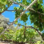 Case de vacanță Kefalonia Alexis House